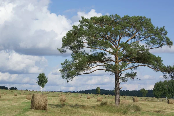 in a meadow with mown grass hay collected in ramparts grows a tall spreading pine tree against a blue sky with low gray blue clouds