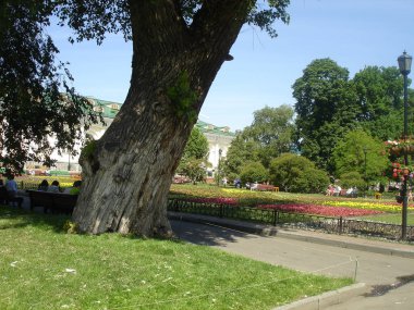 Park sokağının manzarası, büyük, çiçekli bir çiçek tarlası, bankların üzerinde insanların dinlendiğini görebilirsiniz. Beyaz duvarlı bir bina. Parkta çok büyük ve kalın bir ağaç var.