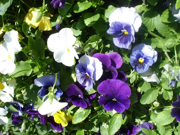 Bratki Kwiaty Biały Niebieski Żółty Wśród Zielonych Liści Zbliżenie — Zdjęcie stockowe