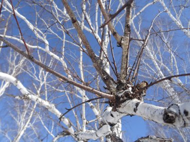 İlginç huş ağacının deseni mavi gökyüzüne karşı beyaz ve koyu