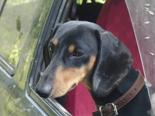 Een Zwart Wit Dachshund Kijkt Uit Het Open Autoraam Stoel — Stockfoto