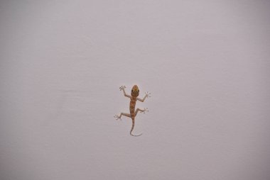 Işığın altında beyaz bir duvarda küçük sevimli Gecko.