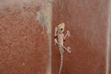  Kahverengi benekli Gecko ışığı, zengin bir terracotta renginin duvarında yükselir.