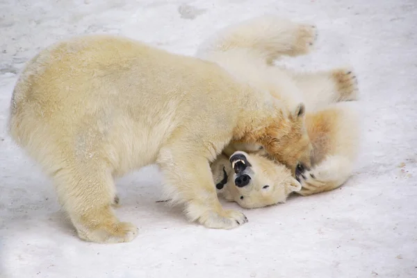Twee Witte Berenwelpen Spelen Tuimelen Sneeuw Baring Hun Tanden Naar — Stockfoto