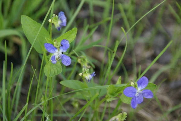 Azul Delicadas Flores Miniatura Violetas Bosque Entre Hierba Verde —  Fotos de Stock