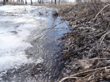 Geçen yılki çimlerle kaplı yumuşak bir yamaç ormandaki donmuş bir su birikintisinin yüzeyine iniyor.