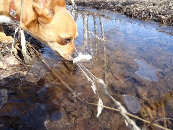 a red, small, dog in a leather collar with metal ornaments sniffs a white feather lying on a frozen puddle