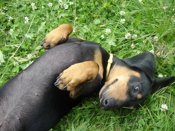 Preto Bronzeado Bonito Dachshund Está Deitado Costas Trevo Floração Verde — Fotografia de Stock