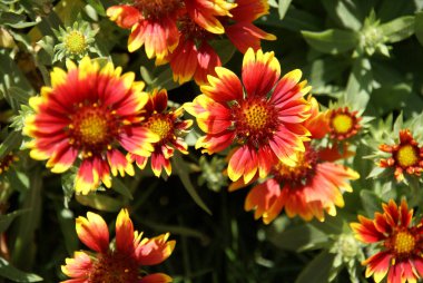 Gerbera çiçekleri, yeşil yaprakların etrafındaki sarı ve parlak renklerle kırmızıdır.