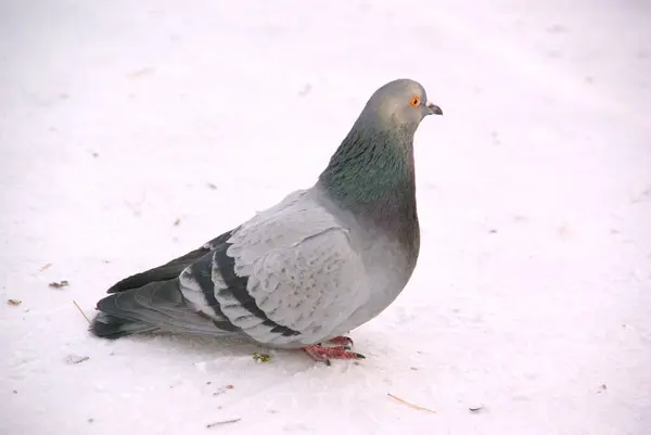 Neve Branca Pisoteada Senta Pombo Cinzento Com Olhos Vermelhos Patas — Fotografia de Stock