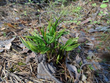 Yere düşen çam fıstıklarından filizlenen genç yeşil filizler