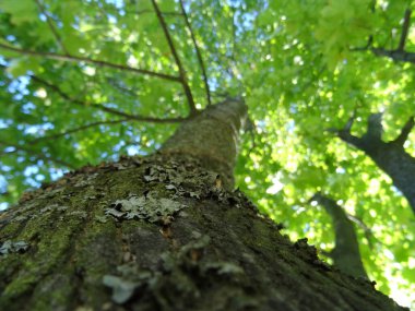 Ağacın gövdesi, gökyüzüne yükselen liken kabuğuyla kaplı. Mavi gökyüzünün parçaları ağacın yumuşak yeşil tacında parlıyor.