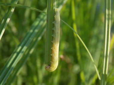 Karbon yapraklı küçük yeşil tırtıl (fotoğraf 1)