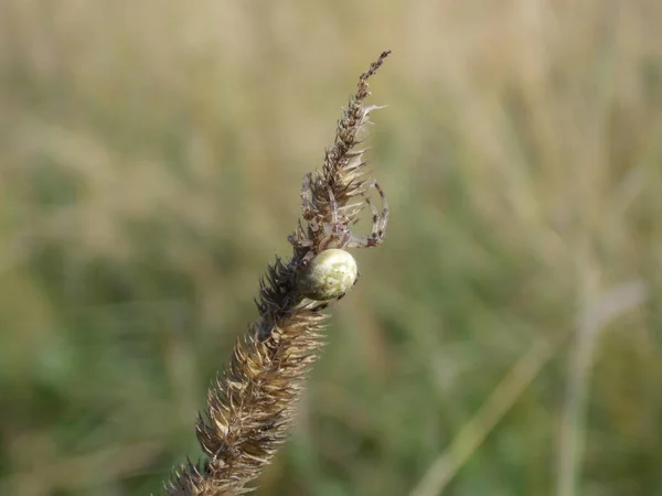 Pequeña Araneus Diadematus Araña Sobre Petróleo Foto — Foto de Stock