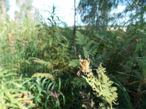 Araneus Diadematus Αράχνη Που Περιβάλλεται Από Φύση — Φωτογραφία Αρχείου