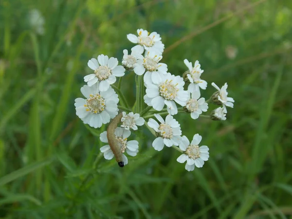 Small caterpillar on a white yarrow (photo 1)