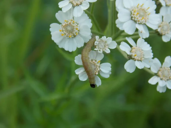 Small caterpillar on a white yarrow (photo 3)