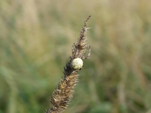 Kleine Araneus Diadematus Spinne Auf Phleum Foto — Stockfoto