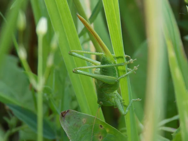 Ακρίδα Πράσινη Μακριά Ουρά Ένα Φύλλο Carex — Φωτογραφία Αρχείου
