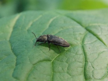 Bitki yaprağının üzerindeki böceği tıkla
