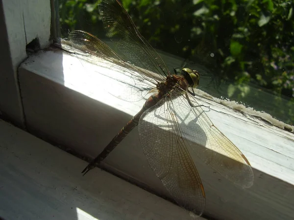 Dragonfly Ένα Φωτισμένο Παράθυρο — Φωτογραφία Αρχείου