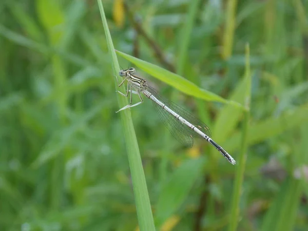 Μπλε Ουρά Damselfly Λιβελούλα Ένα Φύλλο Carex — Φωτογραφία Αρχείου