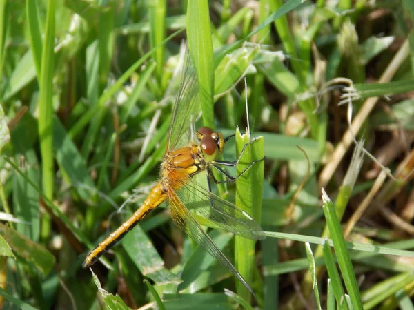 Dragonfly Στο Γκαζόν Φωτογραφία — Φωτογραφία Αρχείου