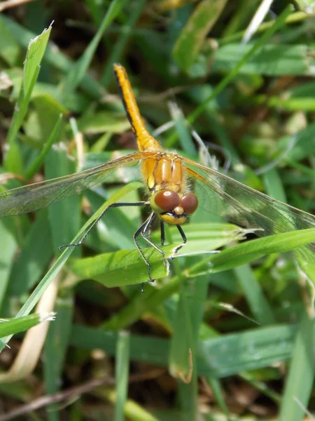 Dragonfly Στο Γκαζόν Φωτογραφία — Φωτογραφία Αρχείου