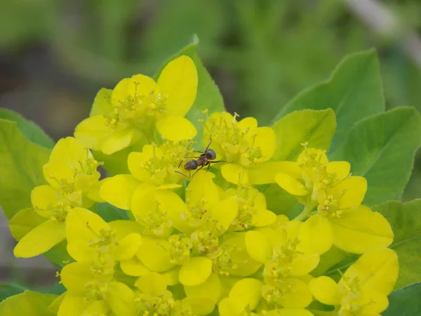 Red Wood Ant Beautiful Spring Flowers Photo — 스톡 사진