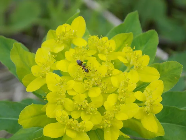 Red Wood Ant Beautiful Spring Flowers Photo — 스톡 사진