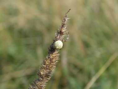 Fileum üzerinde küçük araneus diadematus örümceği (fotoğraf 3)