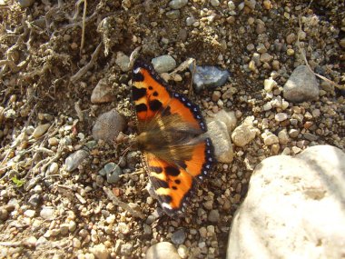 Small beautiful red butterfly on stones (photo 4)