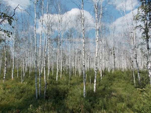 Spring Birch Forest Middle Swamp Photo — 스톡 사진