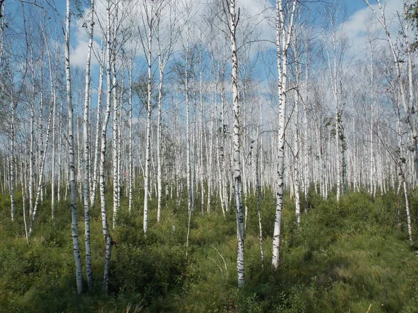 Bosque Abedul Primavera Medio Del Pantano Foto — Foto de Stock