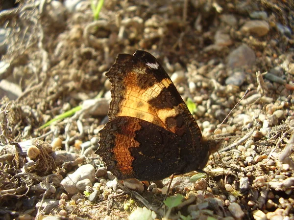 Small Beautiful Red Butterfly Stones Photo — 스톡 사진