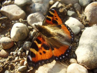 Small beautiful red butterfly on stones (photo 1)