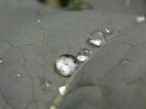 Morning Dew Drops Cabbage Photo — Stock Photo, Image