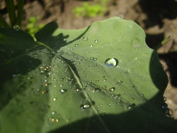 Morning Dew Drops Cabbage Photo — Stock Photo, Image