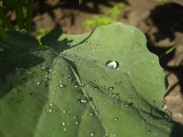 Morning Dew Drops Cabbage Photo — Stock Photo, Image