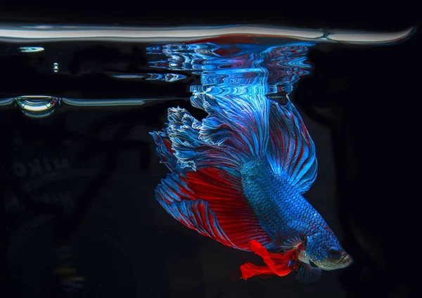 Close up of Blue Betta fish with open mouth in fish tank. Beautiful Siamese fighting fish gasping air, Betta Fish breathing at the water surface, Reflection of Betta splendens on black background.