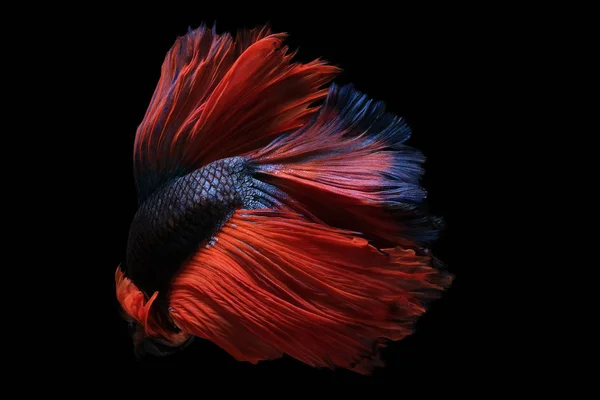 Le moment émouvant beau de rouge siamois poissons de combat en Thaïlande. Betta rouge, Fancy Halfmoon Betta, Betta splendens (poisson piquant), Rythmique des poissons Betta isolés sur fond noir. — Photo