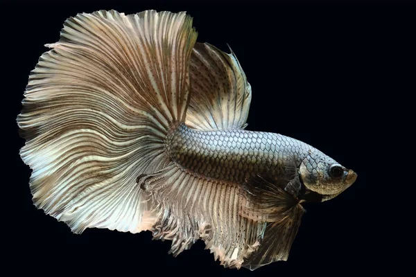 Close up de cinza Betta peixe. Belos peixes de combate siameses, Cabeça Betta splendens isolado no fundo preto . — Fotografia de Stock