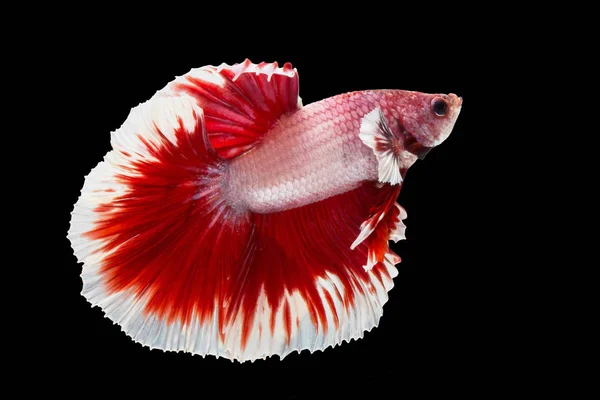 Red and white betta fish, Siamese fighting fish, betta splendens — ストック写真