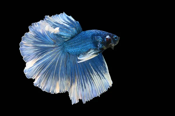 Blue Betta Fish Siamese Fighting Fish Betta Splendens Halfmoon Betta — Stok fotoğraf