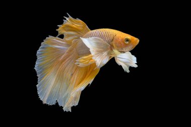 Yellow betta fish, Siamese fighting fish, betta splendens (Halfmoon betta, Pla-kad (biting fish) isolated on black background. File contains a clipping path.