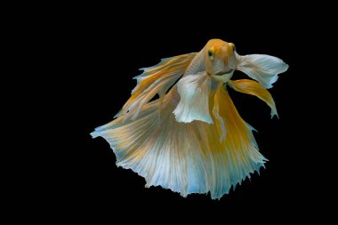 Sarı betta balığı, siyam balığı, betta splendens (Halfmoon betta, Pla-kad (ısıran balık) siyah arka planda izole edilmiş.