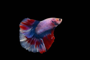 Siyah arka planda izole edilmiş çok renkli dövüşçü balıklar..