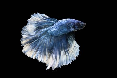 Blue betta fish, Siamese fighting fish, betta splendens (Halfmoon betta, Pla-kad (biting fish) isolated on black background. File contains a clipping path.