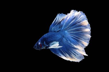 Blue betta fish, Siamese fighting fish, betta splendens (Halfmoon betta, Pla-kad (biting fish) isolated on black background.