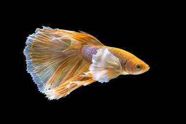Yellow Dumbo Betta Siamese fighting fish, betta splendens (Halfm